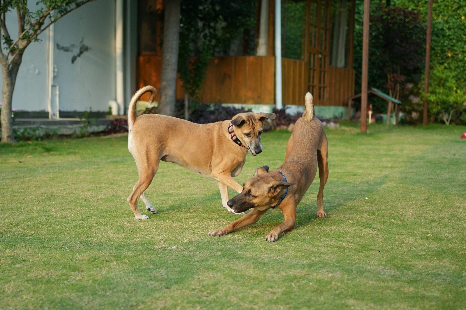 Lucy and Bo, two rescued Indigenous Hounds, playing together on a lawn.